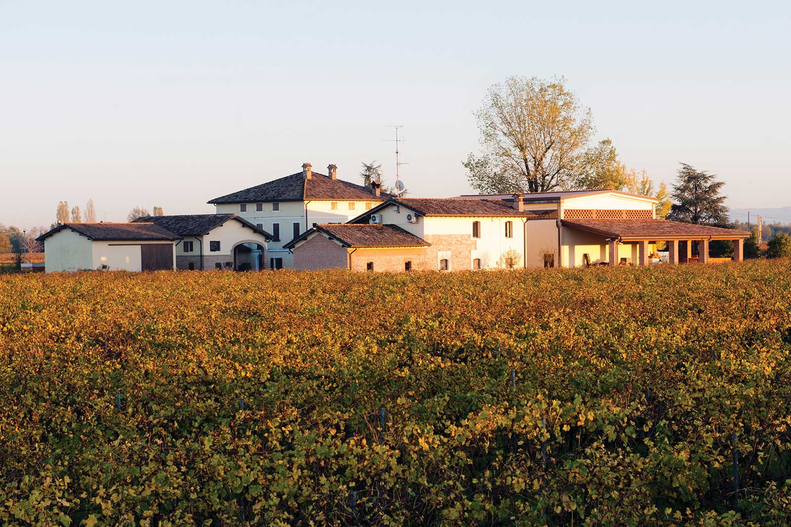Lambrusco: el vino que nació en Italia